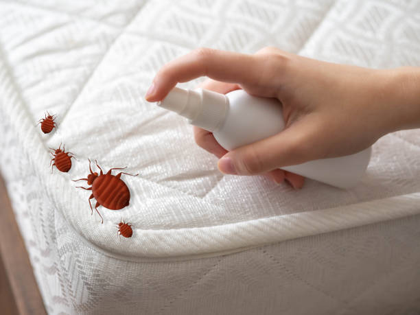 Professional Pest Control in Live Oak, TX